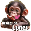 🙉🙊Lunes con Monos🙈🐵 18