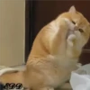 2🐈Meowcitos 🐱 23