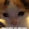 Animales MIX!! 🐕🐁 11