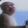 monos macaco changos 3😎 13