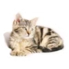 Cats 5