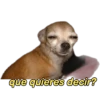 perritos memes 🐕 22