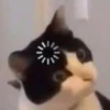 Cats 18