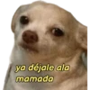 perritos memes 🐕 23