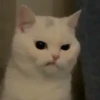 Cats 19