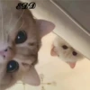 🐈Meowcitos 🐱 23