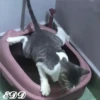 🐈Meowcitos 🐱 24
