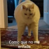 Michis Para Contestar 🐈‍⬛ 8