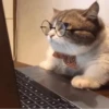 Cats 20