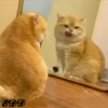 2🐈Meowcitos 🐱 24