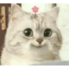 Random Cat Meme V1.2 (Enhance) 23