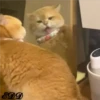 2🐈Meowcitos 🐱 25