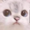 Cats 21