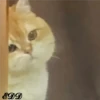 2🐈Meowcitos 🐱 27