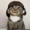 🐈Meowcitos 🐱 25