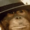 monos macaco changos 3😎 16