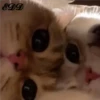 🐈Meowcitos 🐱 26