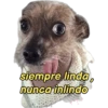 perritos memes 🐕 24