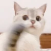 Cats 22