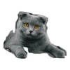 Cats 6