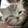 Michis Para Contestar 🐈‍⬛ 11
