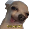 perritos memes 🐕 25