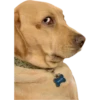 Animals + 9