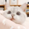 ~ Lindo gato 🐈 27