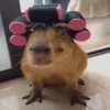 Capibara 🧸✨ 11