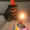 Cats 23