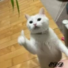 🐈Meowcitos 🐱 28
