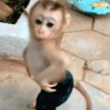 🐒🙊🌴 Monos 🌴🙊🐒 23