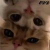 🐈Meowcitos 🐱 29