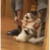 Random Cat Meme V1.2 (Enhance) 25