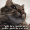 Michis Para Contestar 🐈‍⬛ 12