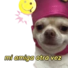 perritos memes 🐕 26
