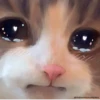 Cats 24