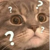 Cats 25