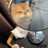 2🐈Meowcitos 🐱 29