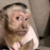 Monos. | @ocenferios  Haki. 13