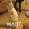 Cats 26