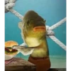 BOB 28