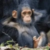 monos macaco changos 3😎 18
