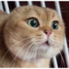 Random Cat Meme V1 27