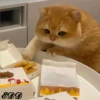 2🐈Meowcitos 🐱 30