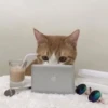 Cats 27