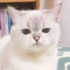 Cats 28