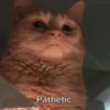 Cats 29