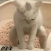 🐈Meowcitos 🐱 30