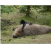 memes de carpinchos capibaras 2
